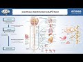 SISTEMA NERVIOSO AUTONOMO || Morfofisiología