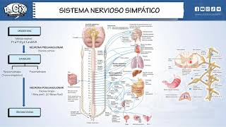 SISTEMA NERVIOSO AUTONOMO || Morfofisiología