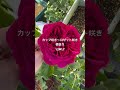 Falstaff  David Austin English Roseフォルスタッフ　イングリッシュローズ