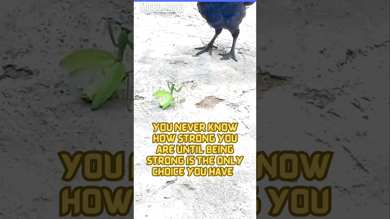 Wingbeat Warfare: Hen vs. Praying Mantis!