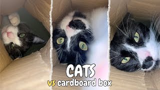 Who Is Going To Win? Funny Cats vs a Cardboard Box by Purr With Us  691 views 2 months ago 4 minutes, 46 seconds