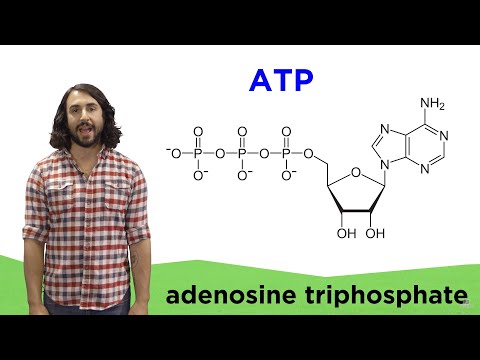 Video: Kodėl ATP yra svarbi metabolizmo molekulė?