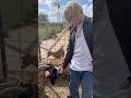 How many goats in this video?
