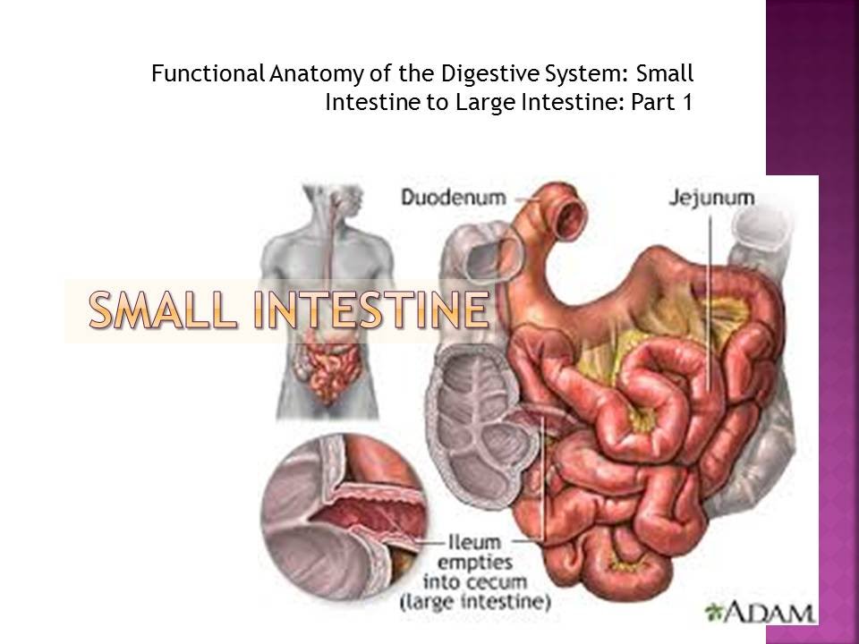 Small To Large Intestine Part 1 Youtube