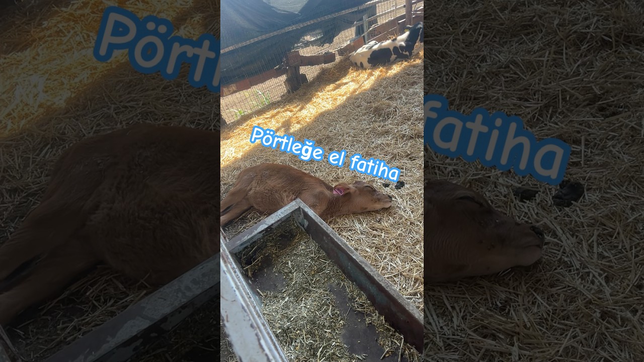 Ölenle ölünmüyor