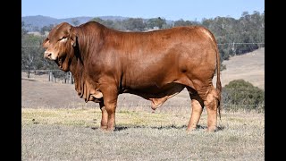 Lot 239 - Vale View Fireball 2 (PP) – Droughtmaster National Bull Sale
