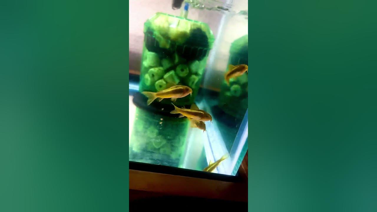 Green Laser CoryDoras CW009 a rare species of Corydoras🔥🔥🔥 #aquarium #