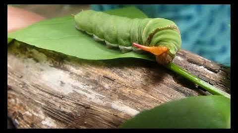 Osmeterium I Lime Butterfly I Caterpillar I Environmental Studies I EcoAmigo