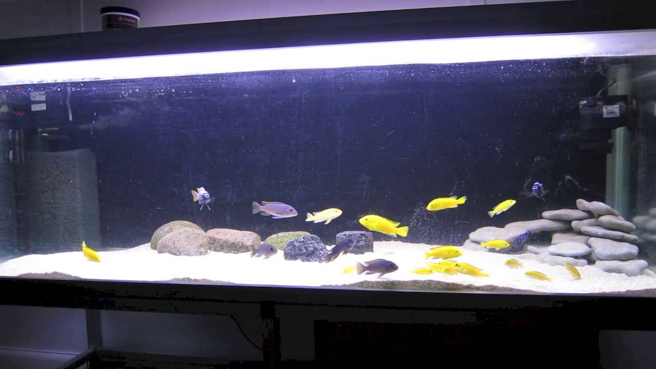 Cynotilapia afra, Jalo Reef YouTube