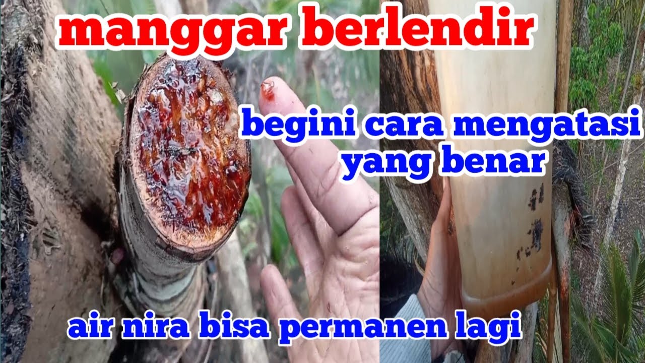7 HARI TIDAK KELUAR AIR NIRA. Begini Cara Benar Mengatasinya Air Nira Bisa Permanen Lagi