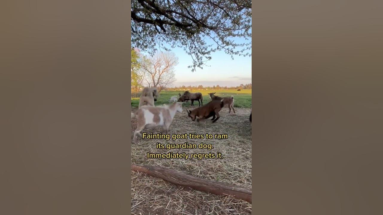 fainting-goat-tries-to-ram-its-own-livestock-guardian-dog-startles