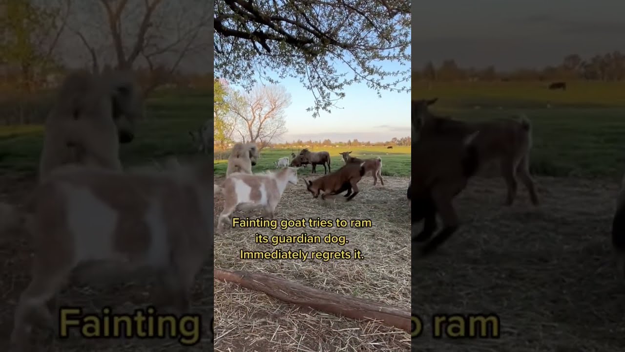Fainting Goat Tries To Ram Its Own Livestock Guardian Dog Startles Fainting Goat Tries To Ram Its Own Livestock Guardian Dog Startles