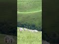 Como manejar boiada nelore
