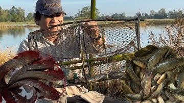 Đặt Lờ Cá Trê Dính Rắn Cá Trê Ổ Cá Rô Mùa Nước Đồng Tháp Tập 5