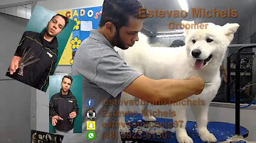Pode tosar o husky siberiano?