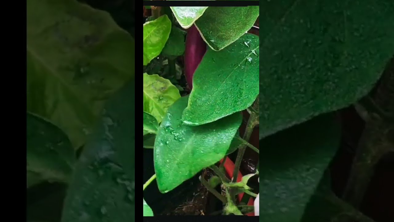 Garten im Mai: Nie wieder Hagel, Küken und Hanf