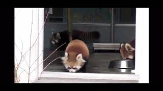 Funny Red Panda