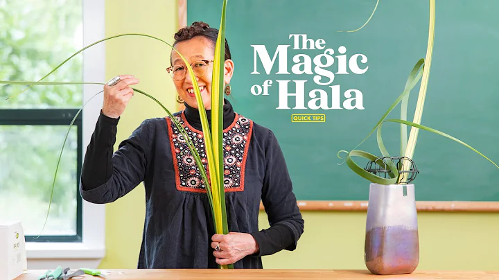 THE MAGIC OF HALA / Quick Tips with Hitomi Gilliam