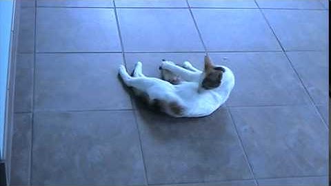 White Mommy Cat and SmartyKat MadcapMouse 080614