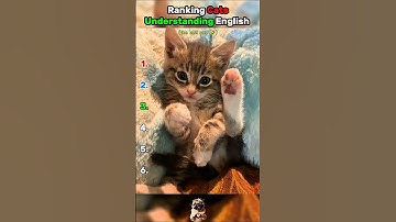 Ranking Cats Understanding English! (part 1) #cat #shorts