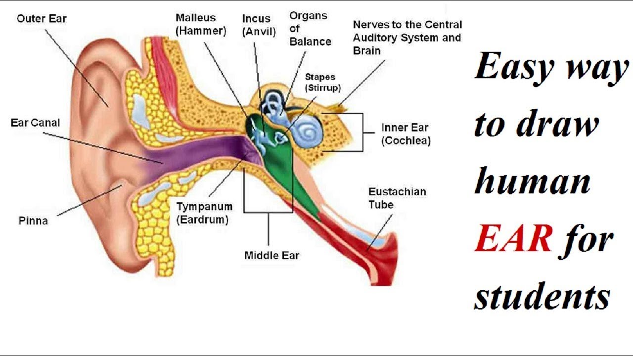 Easy and smiple way to draw Human Ear,Branded chaupal 48 ... diagram ear right 