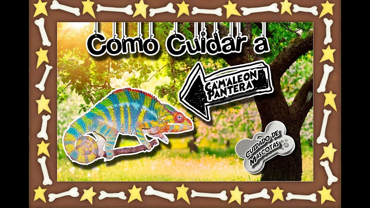 Panther chameleon | The colorful and arboreal reptile | (Pets) |Pet Care| lizard skin grips