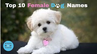 Top 10 Female Dog Names by Simple Dog Facts 383 views 7 months ago 8 minutes, 8 seconds