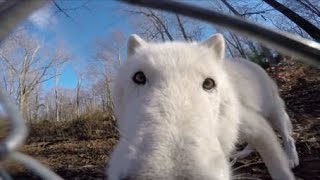 Give A Wolf A GoPro...