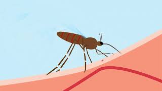 Why Do Mosquito Bites Itch