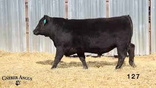 Gnerer Bravo 5061 - 1 Purebred Angus - Bulls For Sale