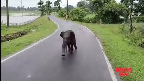 ഒരു കുഞ്ഞാനയുടെ ഹൃദയം കവരുന്ന മടക്കം: