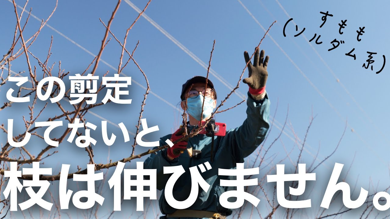 すももの先端の切り方【ソルダム系限定】なので気をつけましょう。
