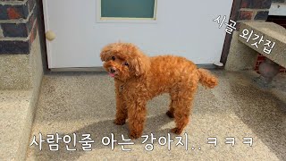 사람인 줄 아는 강아지가 시골 할머니집에 가면 생기는 일ㅋㅋㅋ