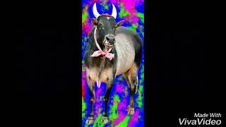 Puliyur Mukesh madu