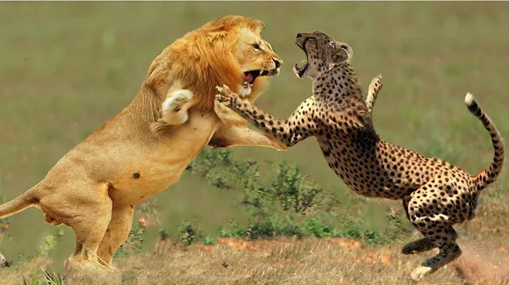 Crocodile attacks unsuspecting Cheetah cub   Harsh Life of Wild Animals, Hyena, Lion, Buffalo