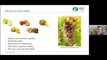 Variety in Focus: Chenin Blanc with Chris Martin DipWSET