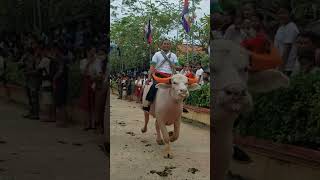 White Buffalo racing show:  Traditional Buffalo race#shorts