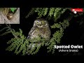 spotted owlet / Athene brama / খুড়ুলে-প্যাঁচা