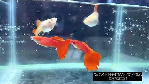 Full Red 08/08 | Cá Cảnh Nhật Toàn Gò Công 0977022281