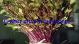 Miraa Best Khat In The World
