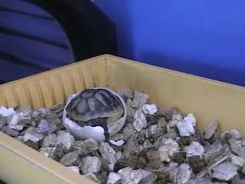Tortoise Hatching