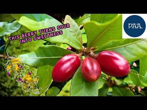 Video: What Is A Miracle Berry - Tips til dyrkning af Miracle Berries og Miracle Plant Info