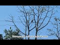 India, Karnataka. Перевал Карнатака-Гоа. индийские ж/д, обезьяна. music @Jeff_Kaale Yogen