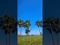 Easy flips on grass 🔥 #acrobatics #gymnasticsskills #flip #viral #shorts #subscribe #viralvideo