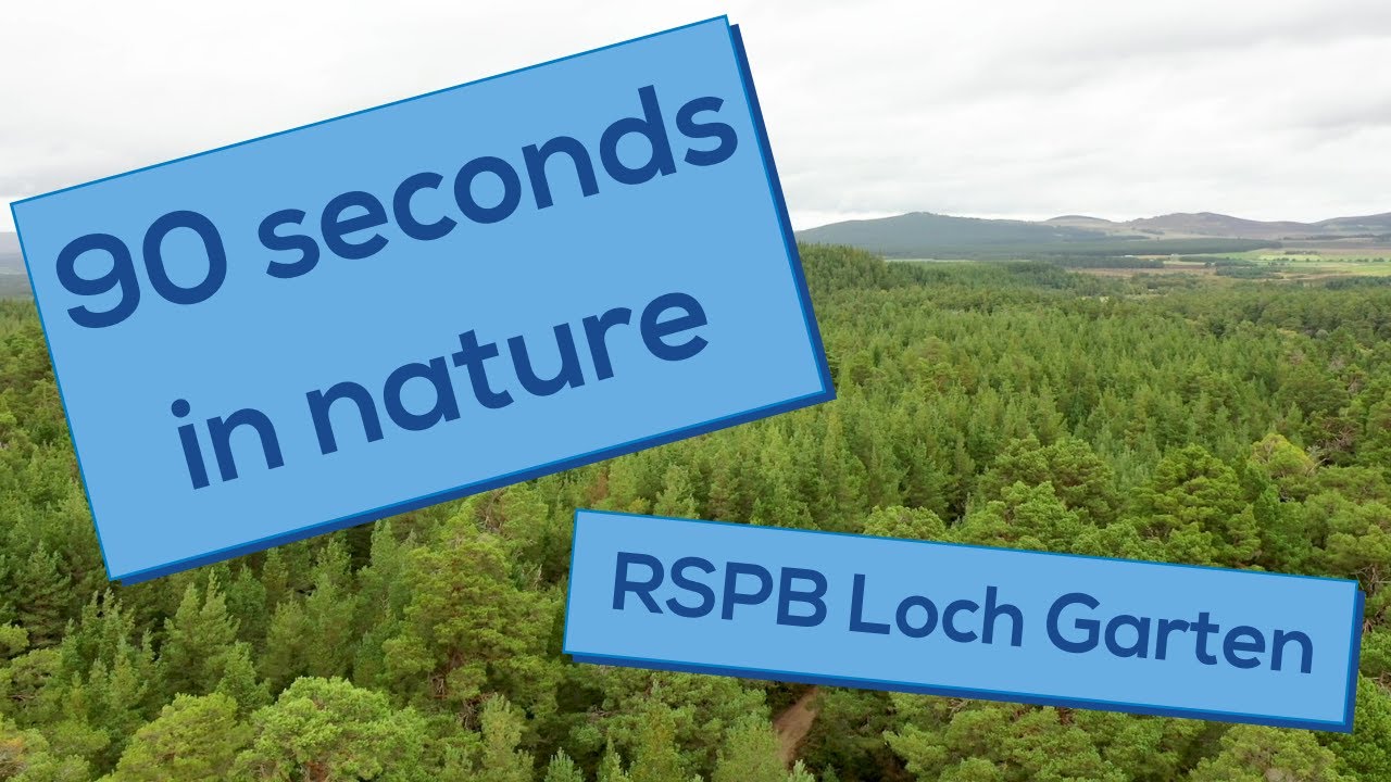 Play: Abernethy Forest: a 90-second reset that works from toddler to tween