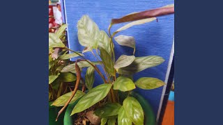 Download Lagu Rakyat Menjerit Pemimpin Sok Sibuk MP3