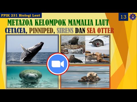 Video: Mamalia pinniped: karakteristik umum