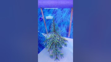 Creating Gorilla Tag transitions until 100 subscribers #gorillatag #vr