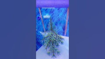 Creating Gorilla Tag transitions until 100 subscribers #gorillatag #vr