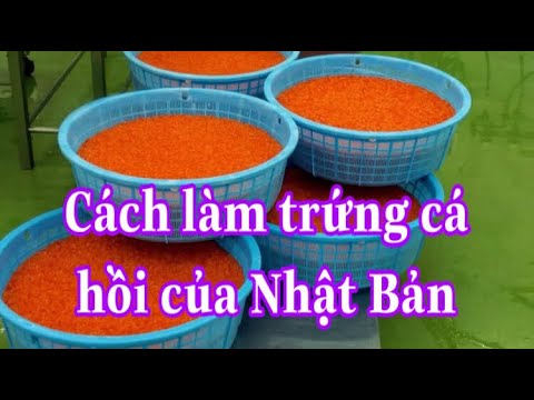 Video: Trứng Cá Muối Bí đao Nhà Làm